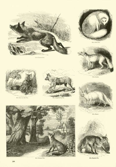 Pagina da Il Museo Pittoresco della Natura Animata da English School