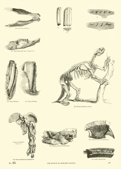 Pagina da Il Museo Pittoresco della Natura Animata da English School