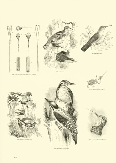 Pagina da Il Museo Pittoresco della Natura Animata da English School