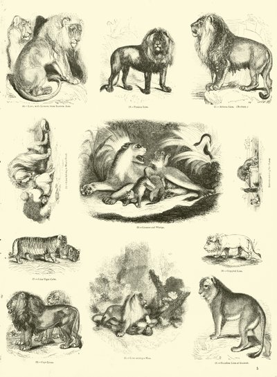 Pagina da Il Museo Pittoresco della Natura Animata da English School