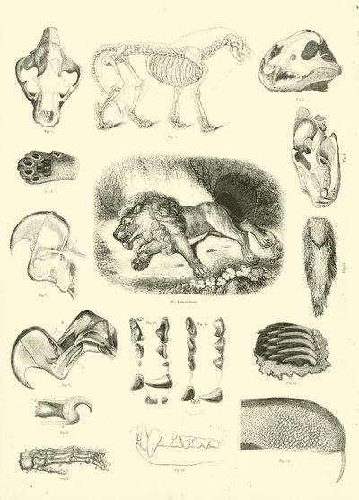 Pagina da Il Museo Pittoresco della Natura Animata da English School