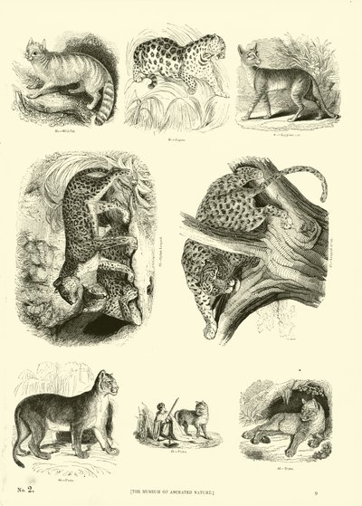 Pagina da Il Museo Pittoresco della Natura Animata da English School