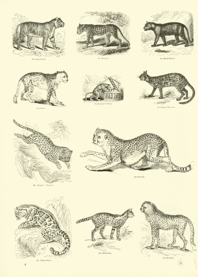 Pagina da Il Museo Pittoresco della Natura Animata da English School