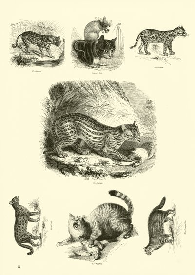 Pagina da Il Museo Pittoresco della Natura Animata da English School