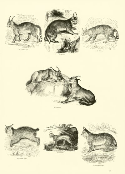 Pagina da Il Museo Pittoresco della Natura Animata da English School