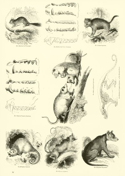 Pagina da Il Museo Pittoresco della Natura Animata da English School