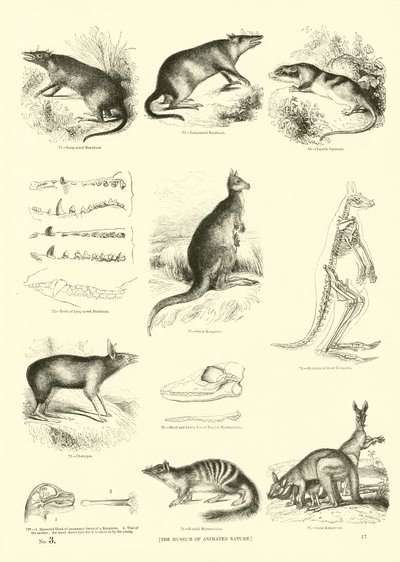 Pagina da Il Museo Pittoresco della Natura Animata da English School