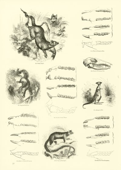 Pagina da Il Museo Pittoresco della Natura Animata da English School