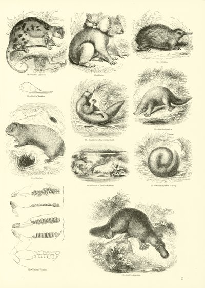 Pagina da Il Museo Pittoresco della Natura Animata da English School
