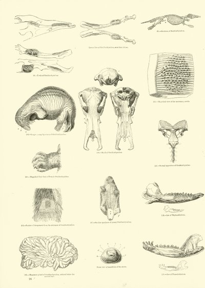 Pagina da Il Museo Pittoresco della Natura Animata da English School