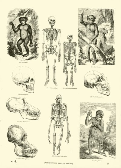 Pagina dal Museo Illustrato della Natura Animata da English School