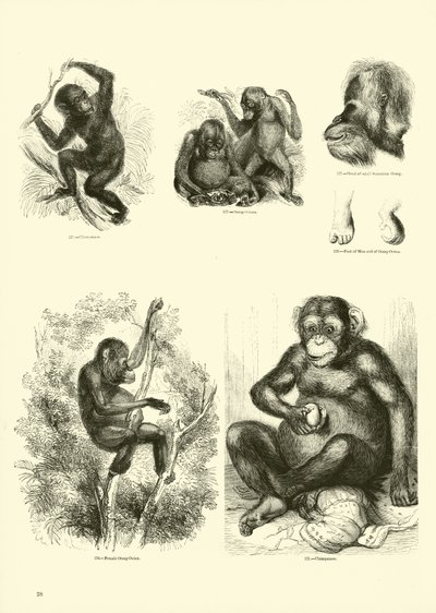Pagina dal Museo Illustrato della Natura Animata da English School