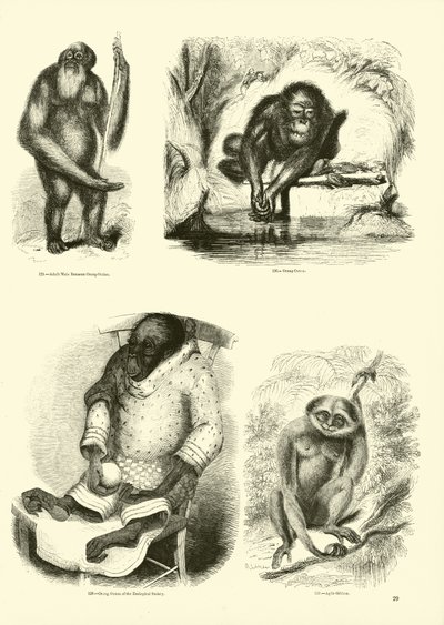 Pagina dal Museo Illustrato della Natura Animata da English School