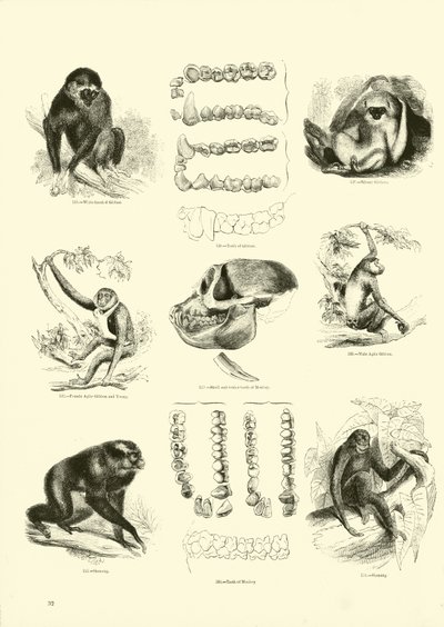 Pagina dal Museo Illustrato della Natura Animata da English School