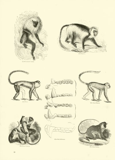 Pagina dal Museo Illustrato della Natura Animata da English School