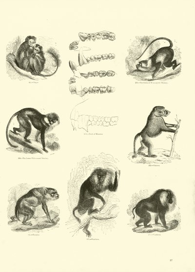 Pagina dal Museo Illustrato della Natura Animata da English School