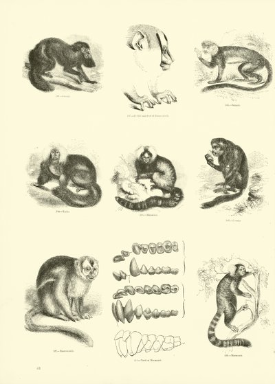 Pagina dal Museo Illustrato della Natura Animata da English School