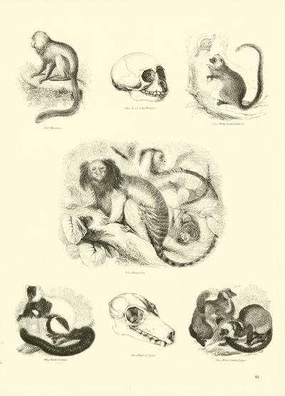 Pagina dal Museo Illustrato della Natura Animata da English School