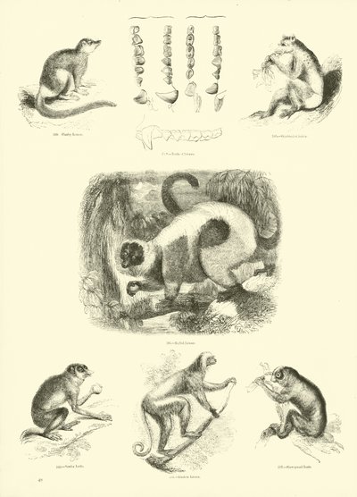 Pagina dal Museo Illustrato della Natura Animata da English School