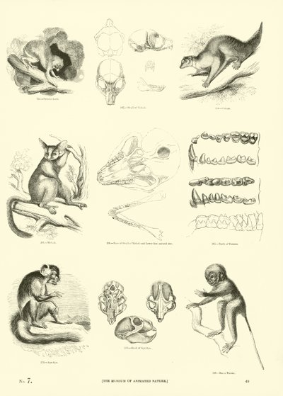 Pagina dal Museo Illustrato della Natura Animata da English School