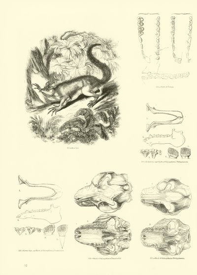 Pagina dal Museo Illustrato della Natura Animata da English School