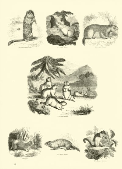 Pagina dal Museo Illustrato della Natura Animata da English School