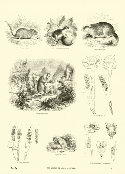 Pagina dal Museo Illustrato della Natura Animata da English School