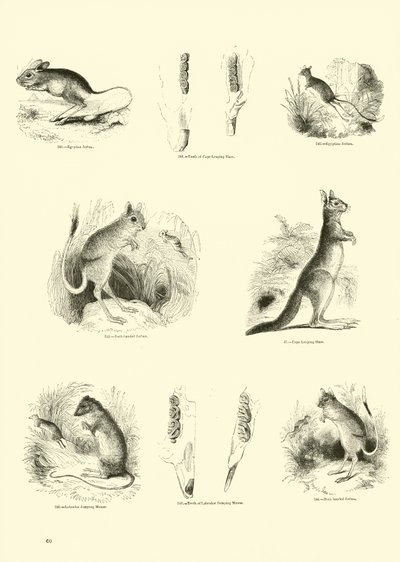 Pagina dal Museo Illustrato della Natura Animata da English School