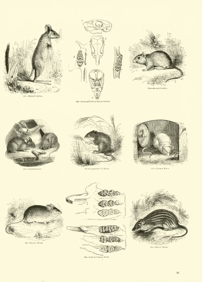 Pagina dal Museo Illustrato della Natura Animata da English School