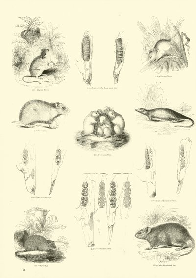 Pagina dal Museo Illustrato della Natura Animata da English School