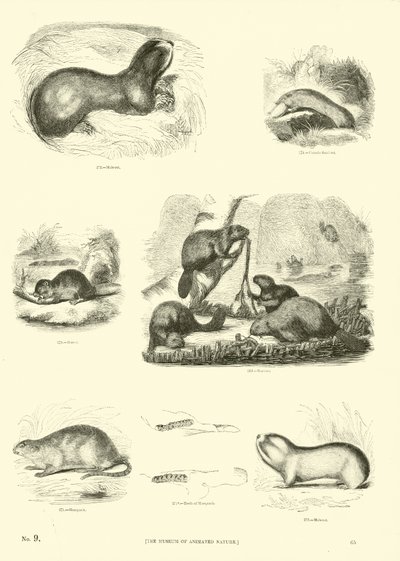 Pagina dal Museo Illustrato della Natura Animata da English School