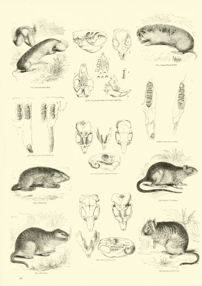 Pagina dal Museo Illustrato della Natura Animata da English School