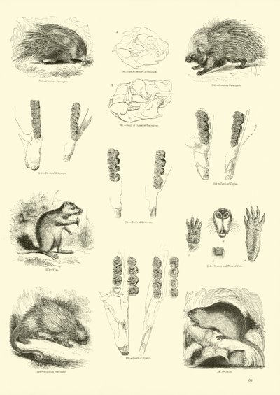 Pagina dal Museo Illustrato della Natura Animata da English School