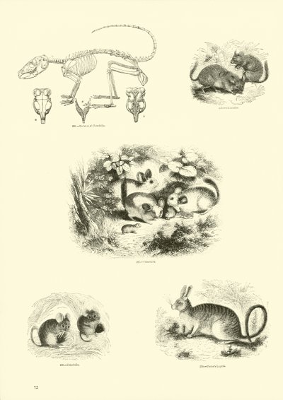 Pagina dal Museo Illustrato della Natura Animata da English School