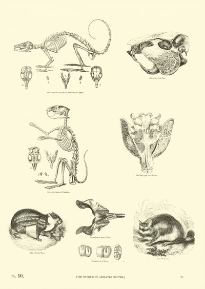Pagina dal Museo Illustrato della Natura Animata da English School