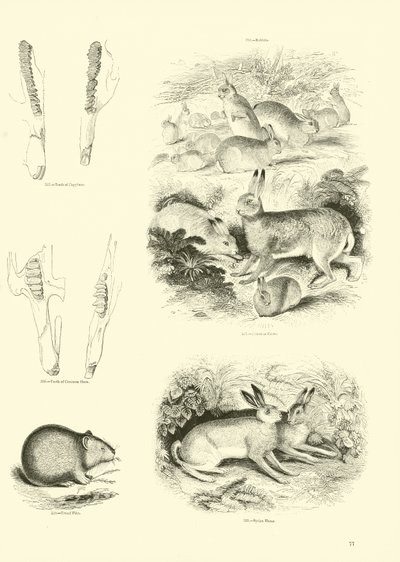 Pagina dal Museo Illustrato della Natura Animata da English School
