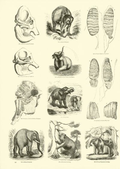 Pagina dal Museo Illustrato della Natura Animata da English School
