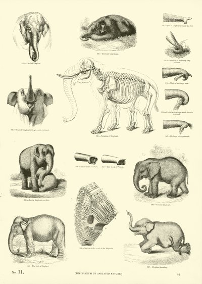 Pagina dal Museo Illustrato della Natura Animata da English School