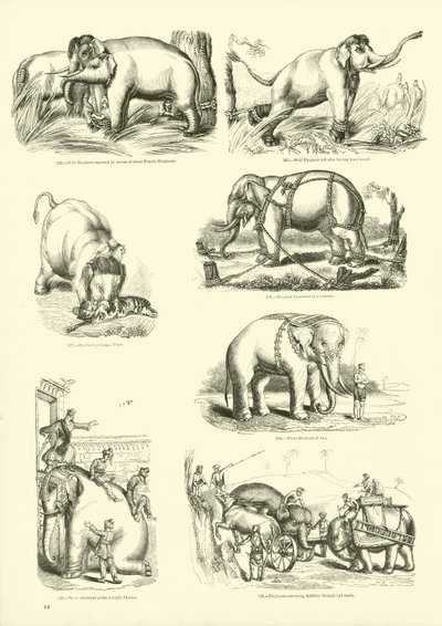 Pagina dal Museo Illustrato della Natura Animata da English School
