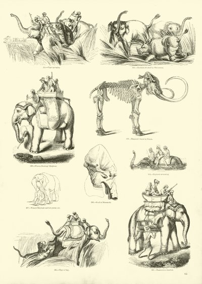 Pagina dal Museo Illustrato della Natura Animata da English School