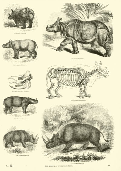 Pagina dal Museo Illustrato della Natura Animata da English School