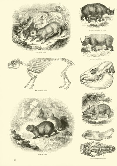 Pagina dal Museo Illustrato della Natura Animata da English School