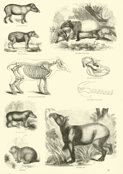 Pagina dal Museo Illustrato della Natura Animata da English School