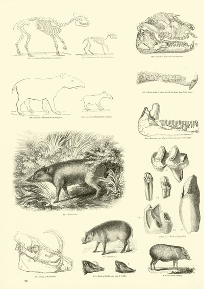 Pagina dal Museo Illustrato della Natura Animata da English School