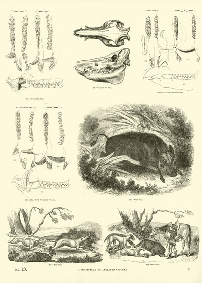 Pagina dal Museo Illustrato della Natura Animata da English School