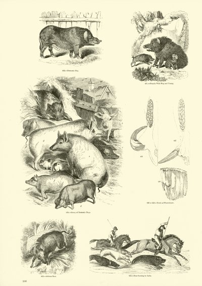 Pagina dal Museo Illustrato della Natura Animata da English School