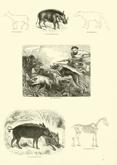 Pagina dal Museo Illustrato della Natura Animata da English School