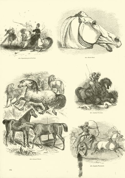 Pagina dal Museo Illustrato della Natura Animata da English School