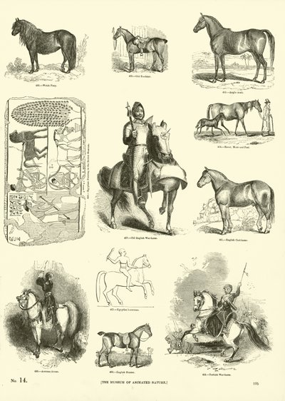 Pagina dal Museo Illustrato della Natura Animata da English School