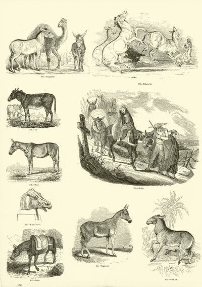 Pagina dal Museo Illustrato della Natura Animata da English School